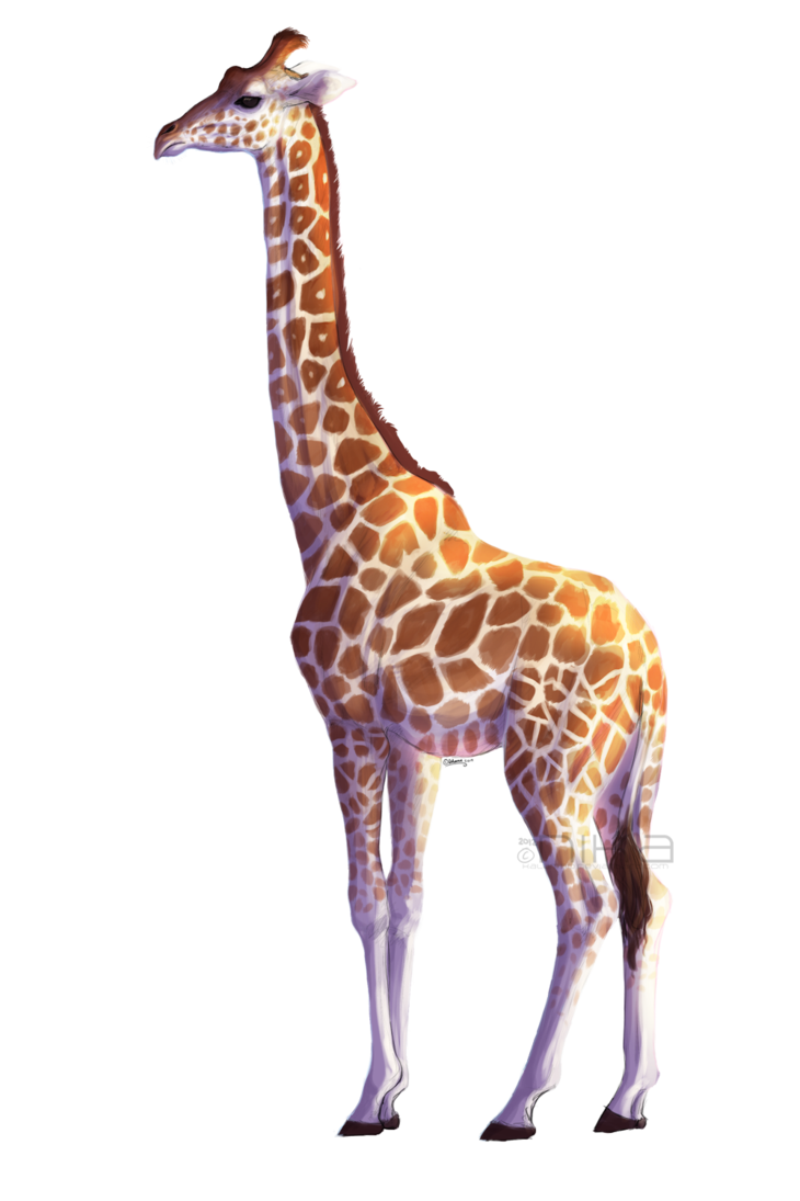 Giraffe PNG Transparent Image