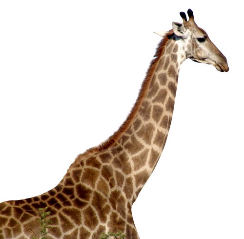 PNG HD Giraffe - 121332
