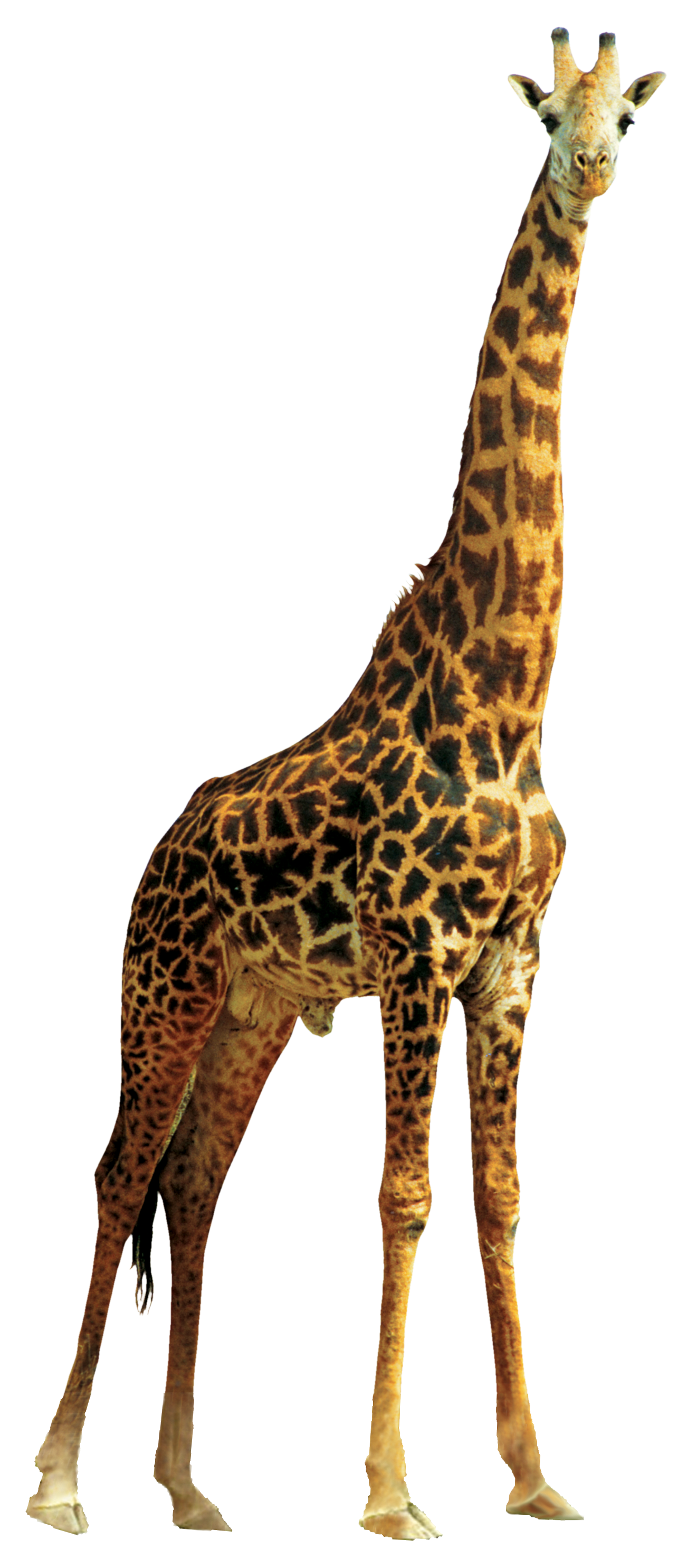 PNG HD Giraffe - 121327
