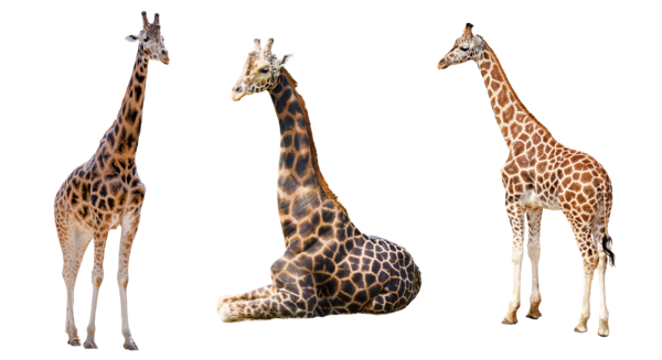 PNG HD Giraffe - 121334