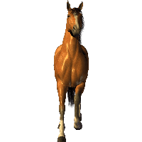 PNG HD Horse - 154925