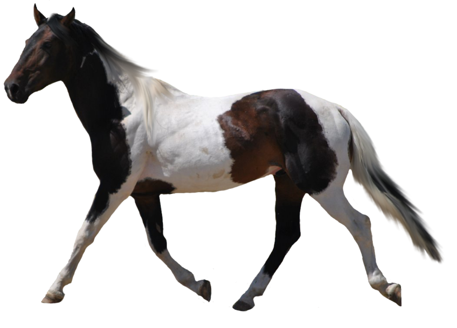 PNG HD Horse - 154914