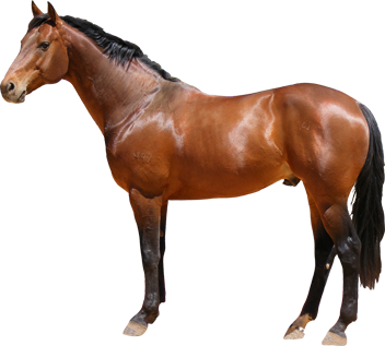 PNG HD Horse - 154915