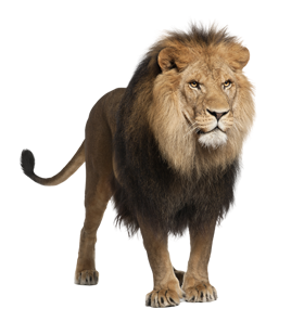 PNG HD Images Of Animals - 130454