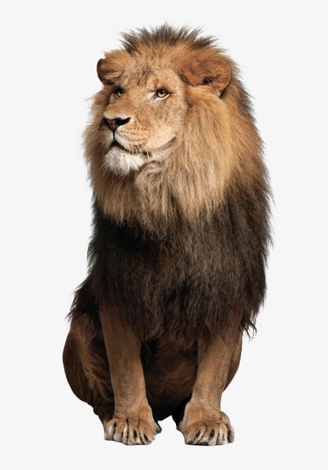 PNG HD Images Of Animals - 130467