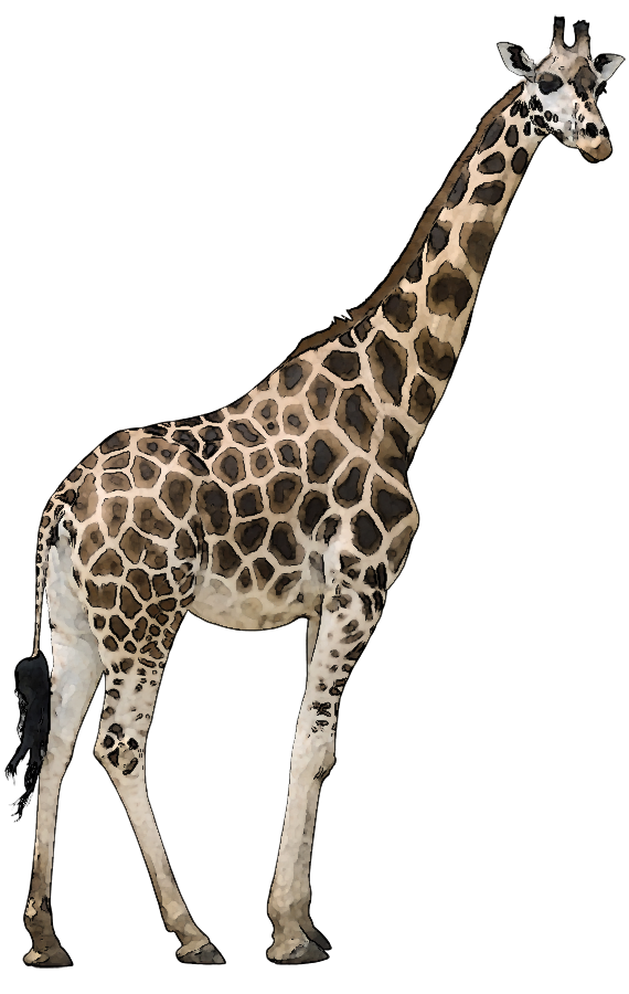 PNG HD Images Of Animals - 130461
