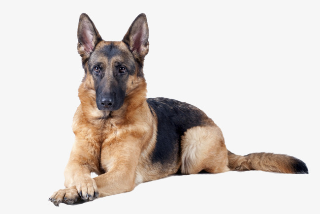 PNG HD Images Of Dogs - 131663