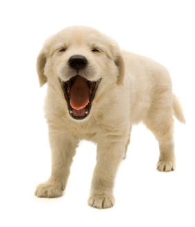 PNG HD Images Of Dogs - 131665