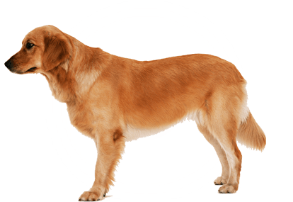PNG HD Images Of Dogs - 131669