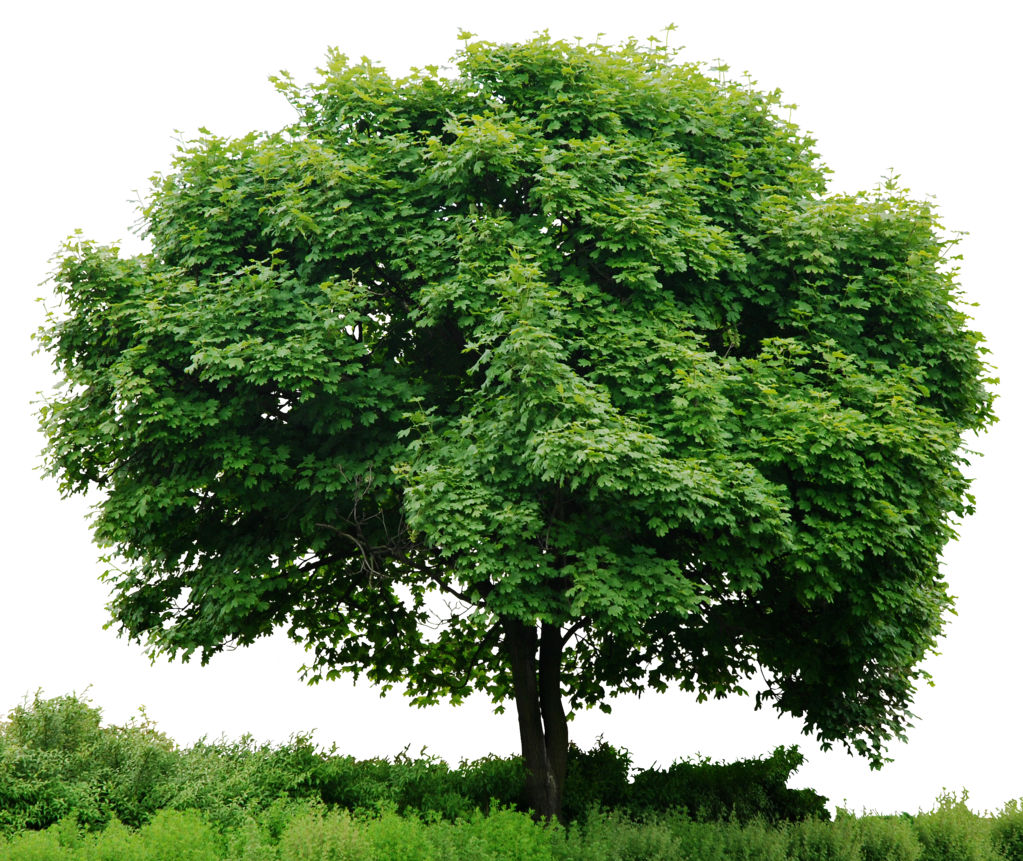 PNG HD Images Of Trees - 126425