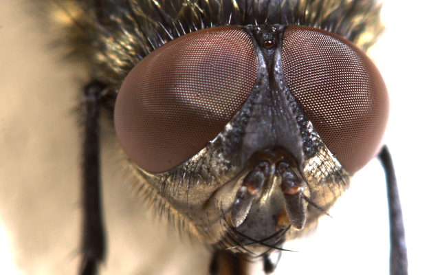 PNG HD Of A Fly - 129690