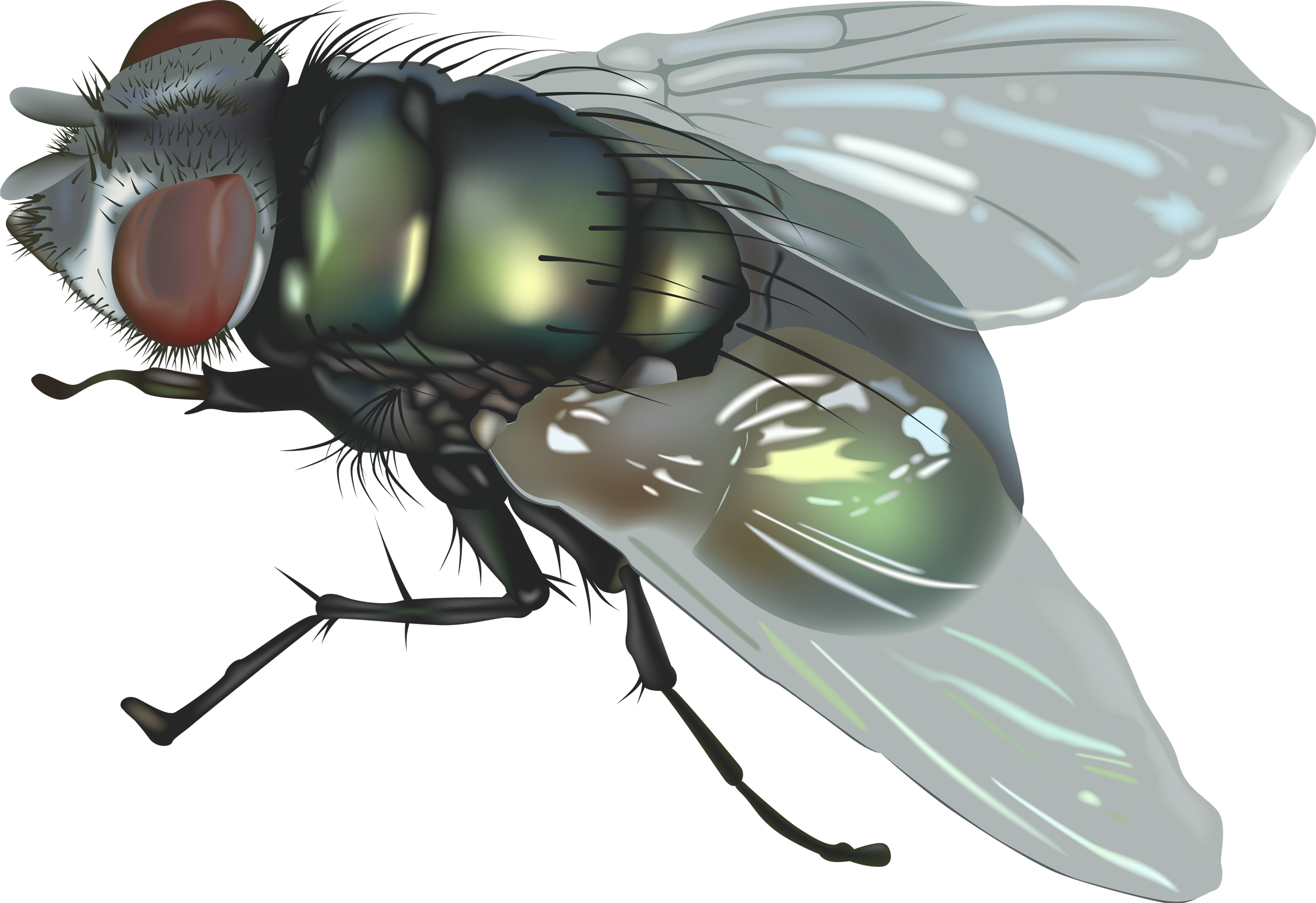 PNG HD Of A Fly - 129681