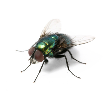 PNG HD Of A Fly - 129691