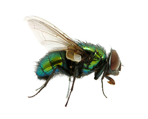 PNG HD Of A Fly - 129687