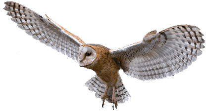 PNG HD Of An Owl - 144553