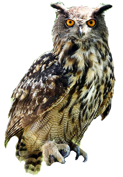 PNG HD Of An Owl - 144544