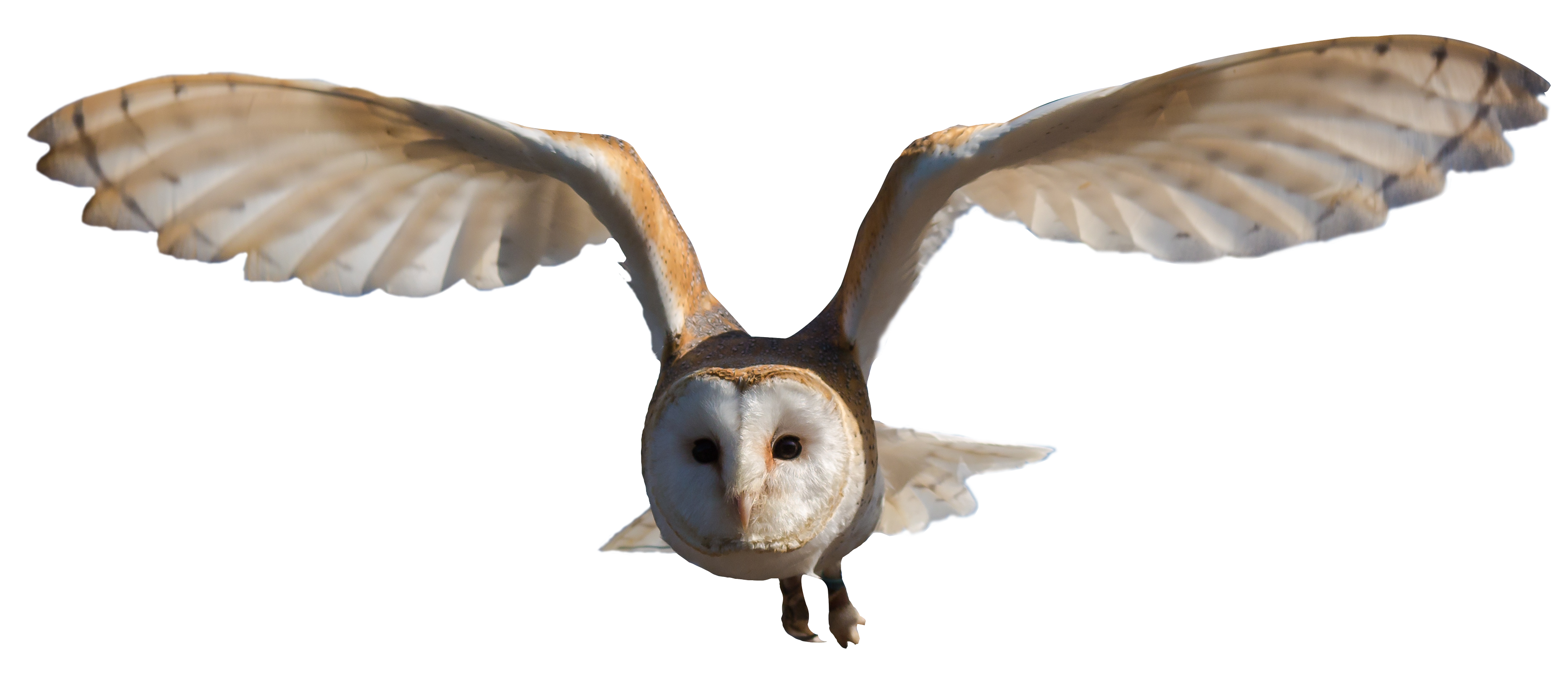PNG HD Of An Owl - 144551