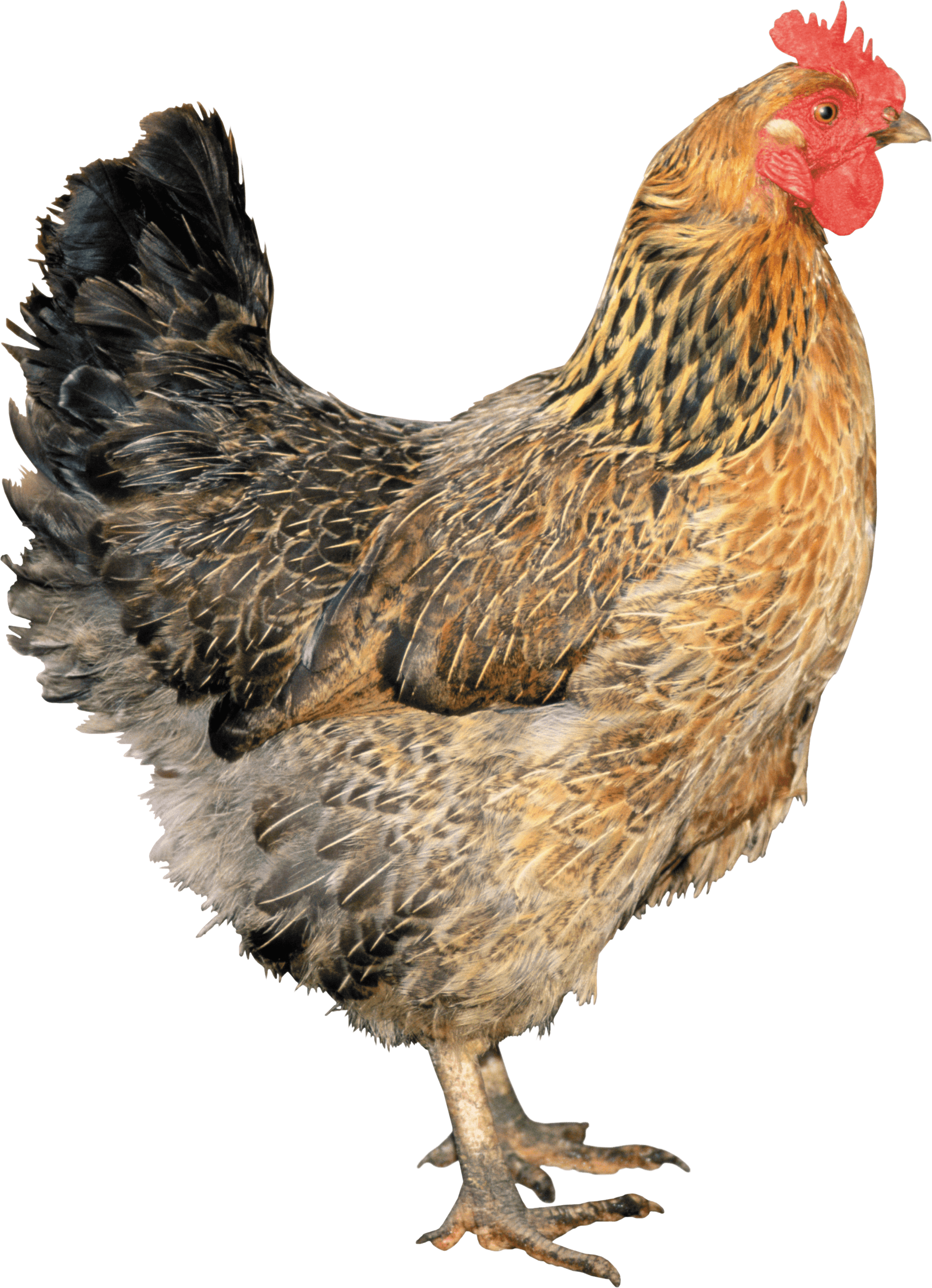 PNG HD Of Chickens - 148735
