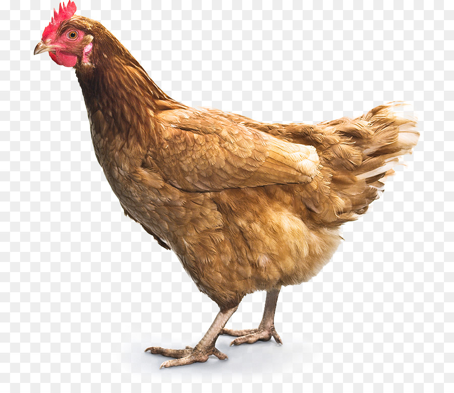 PNG HD Of Chickens - 148736