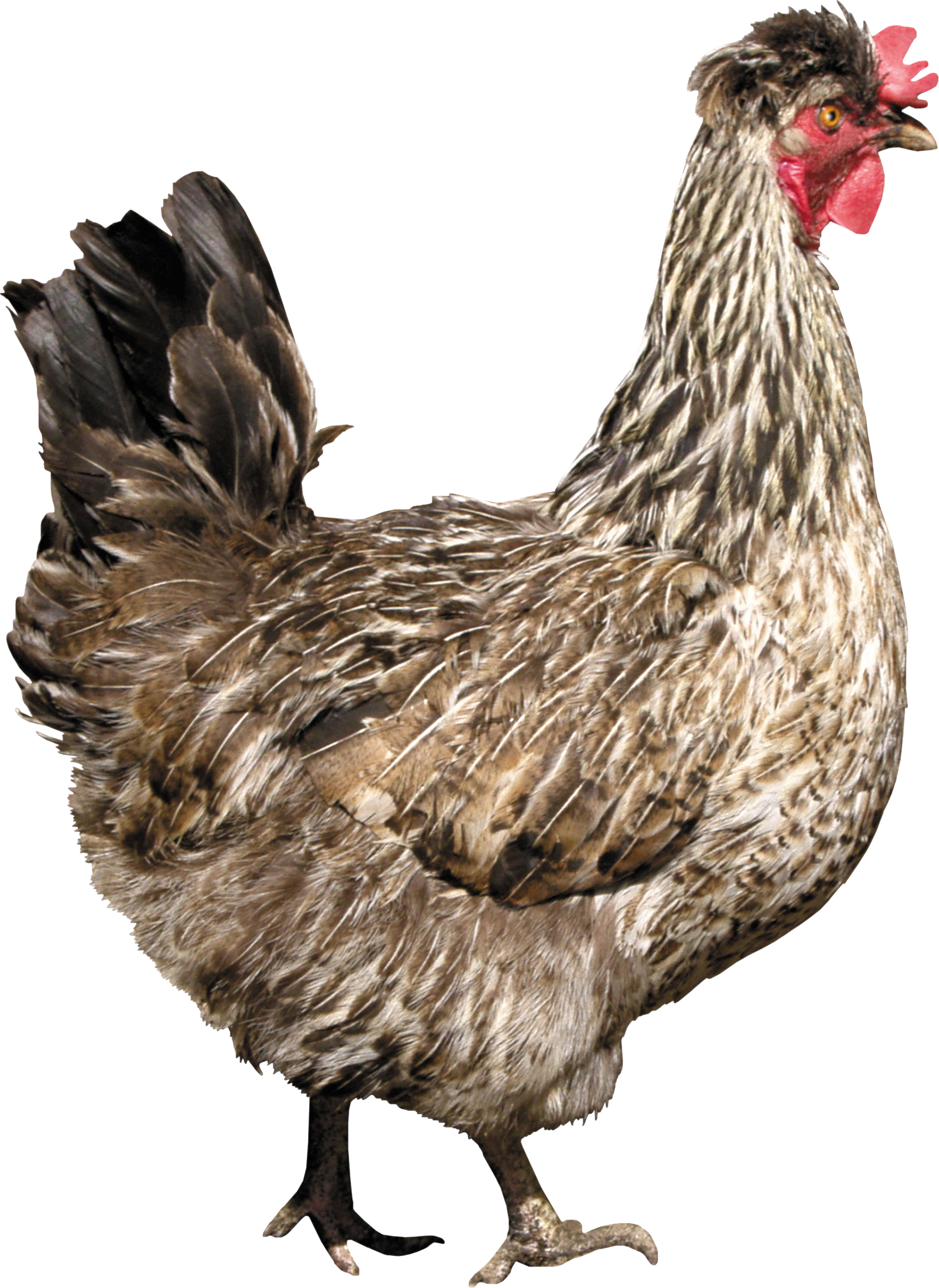 Collection of PNG HD Of Chickens. | PlusPNG