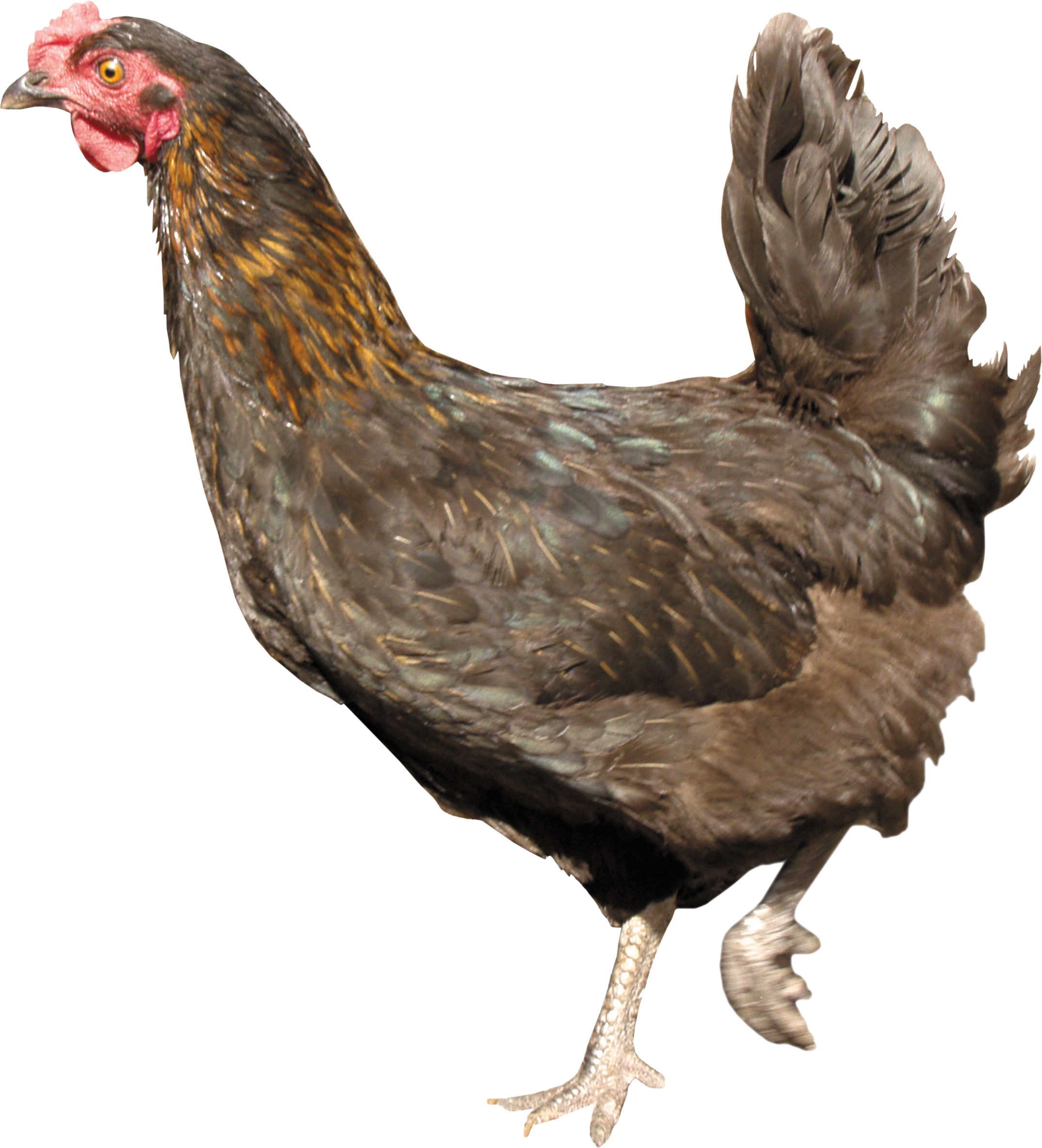 PNG HD Of Chickens - 148743
