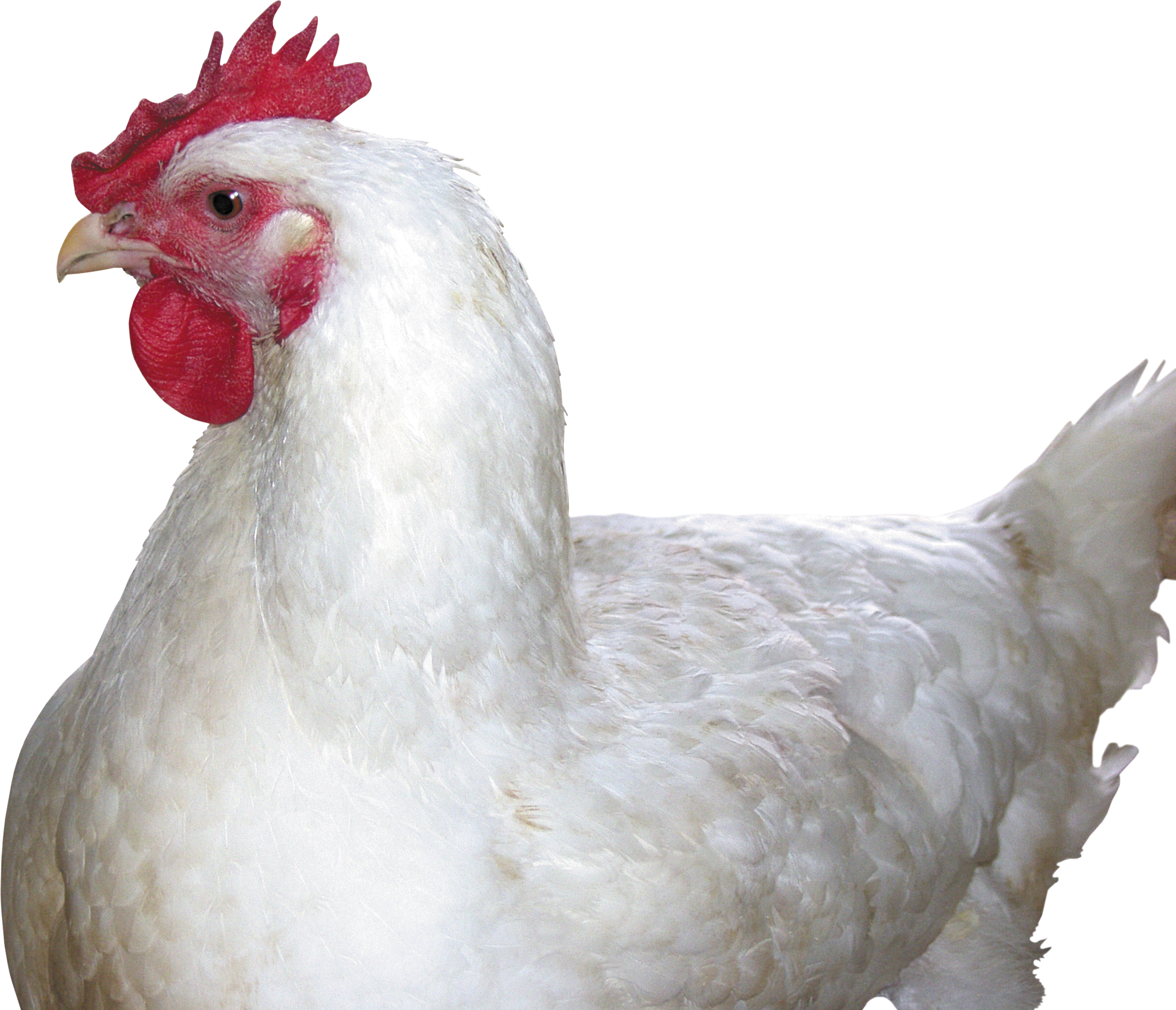 PNG HD Of Chickens - 148746