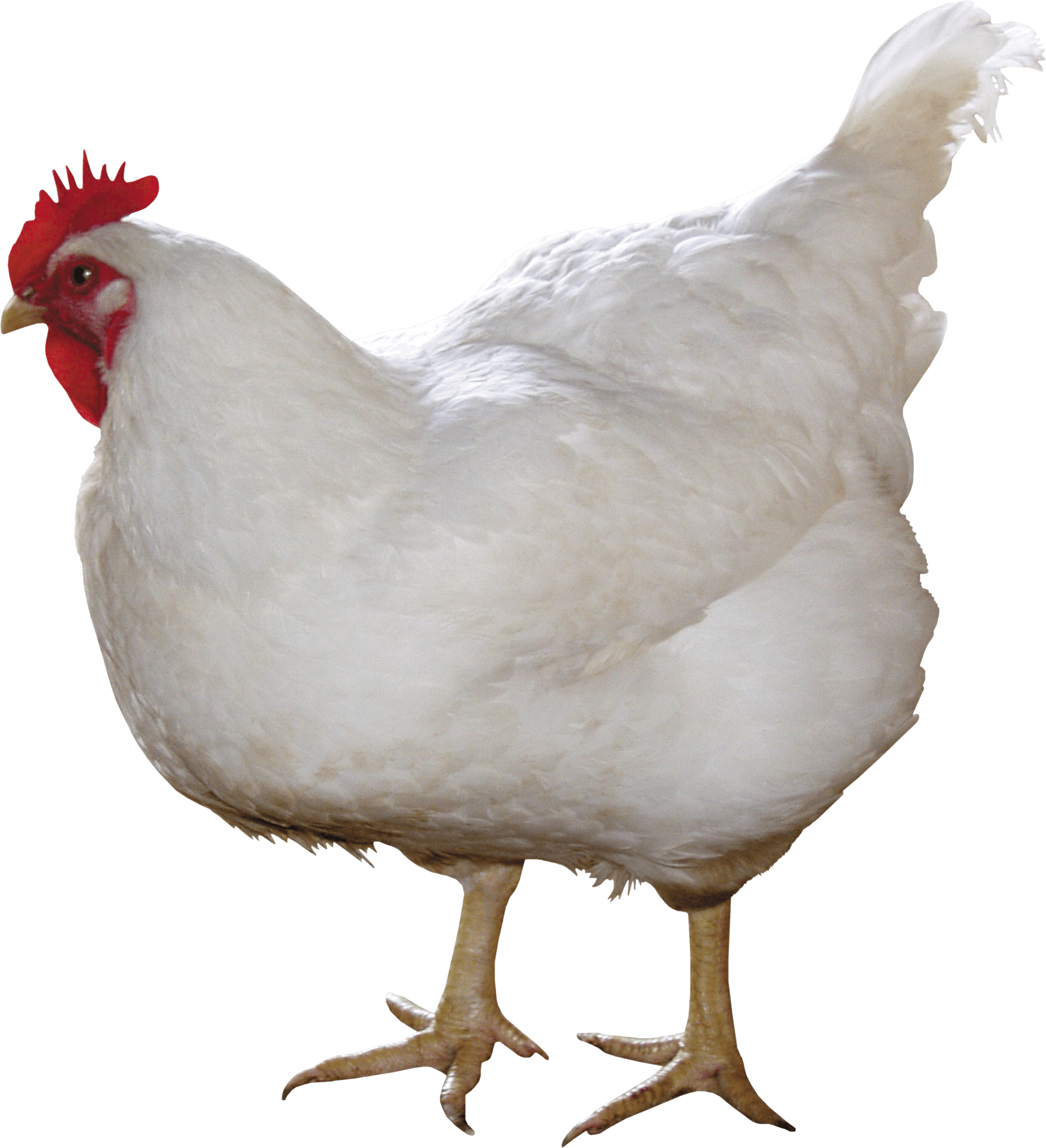 PNG HD Of Chickens - 148732