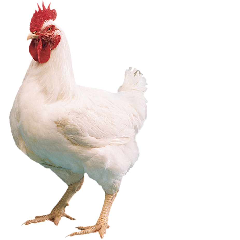 PNG HD Of Chickens - 148747