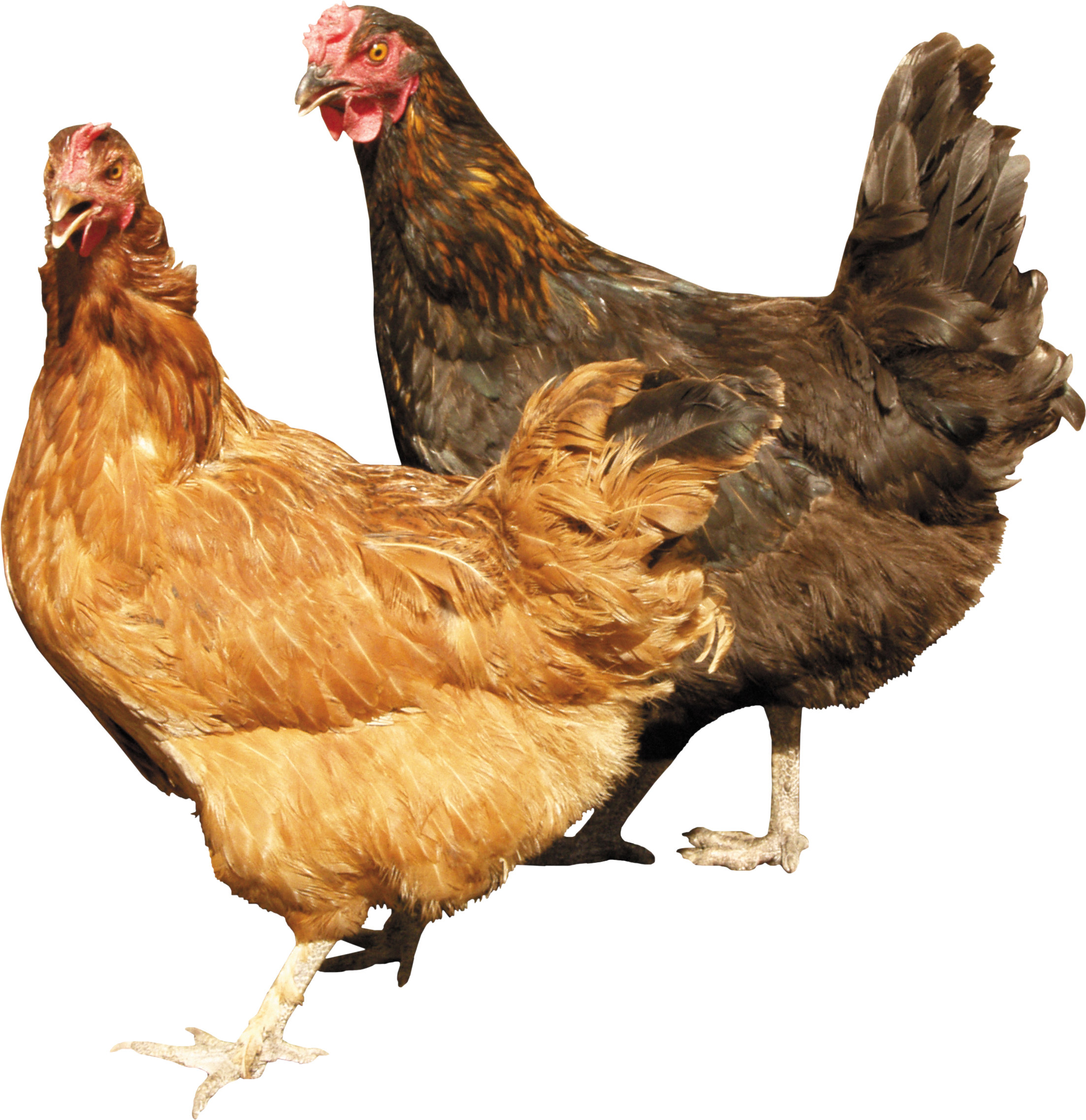 PNG HD Of Chickens - 148739