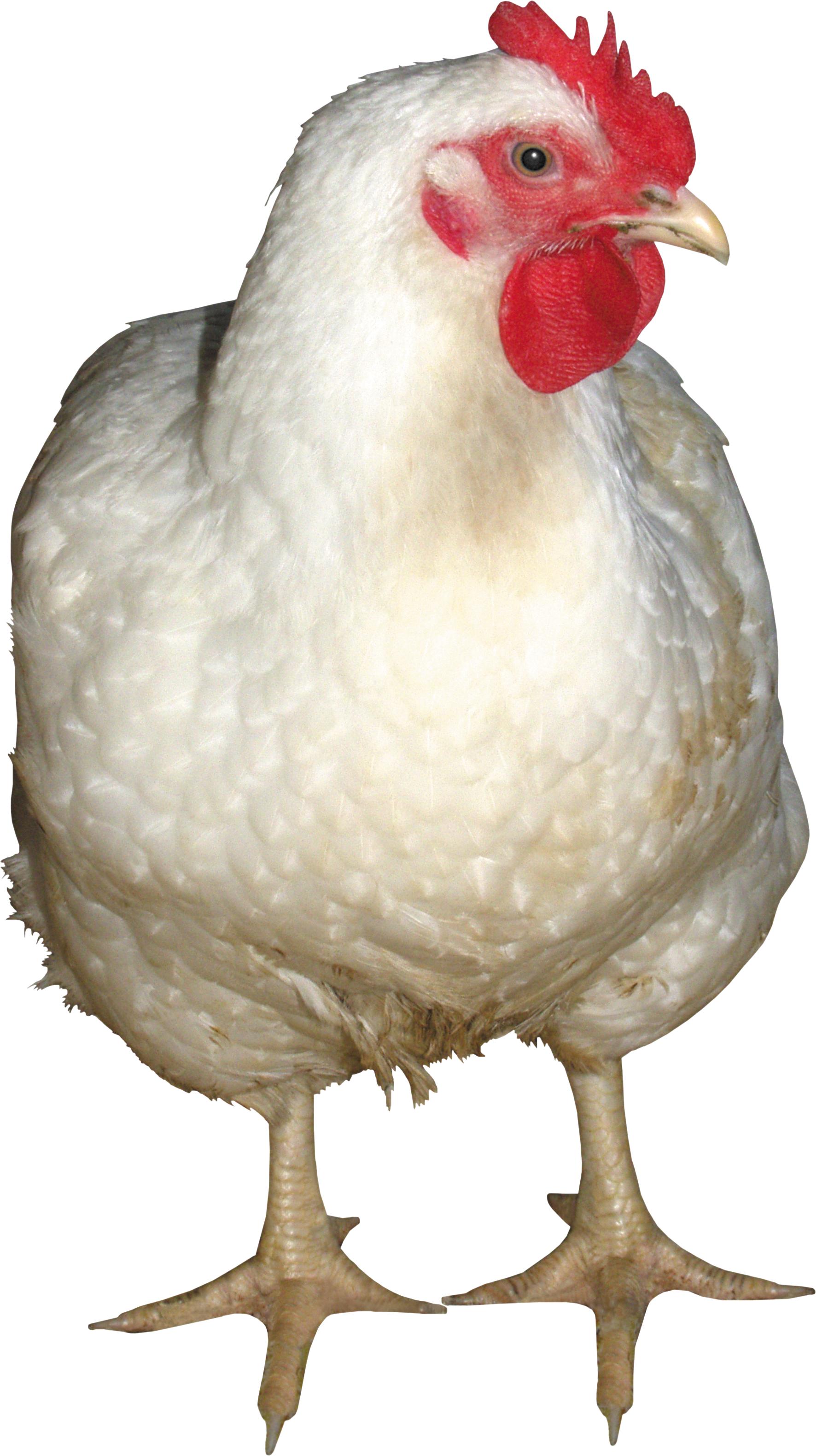 Chicken White