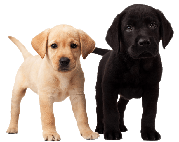 PNG HD Of Puppies - 138269