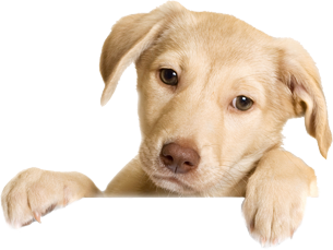 PNG HD Of Puppies - 138280