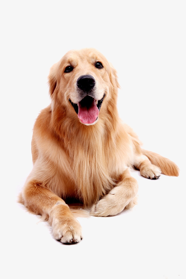PNG HD Of Puppies - 138284
