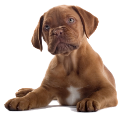 PNG HD Of Puppies - 138275