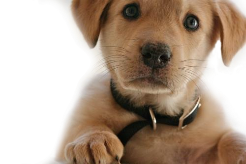 PNG HD Of Puppies - 138279