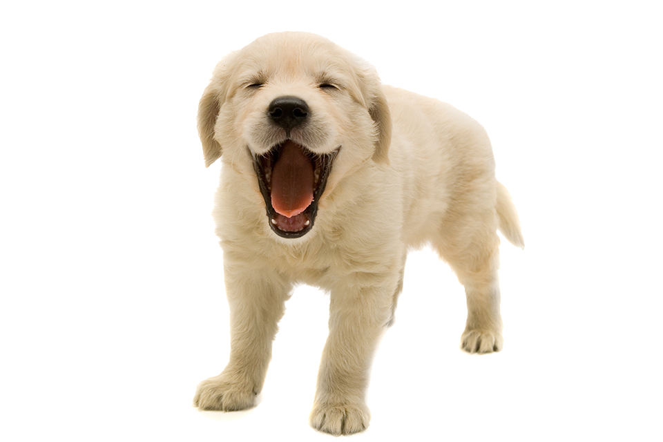 PNG HD Of Puppies - 138276