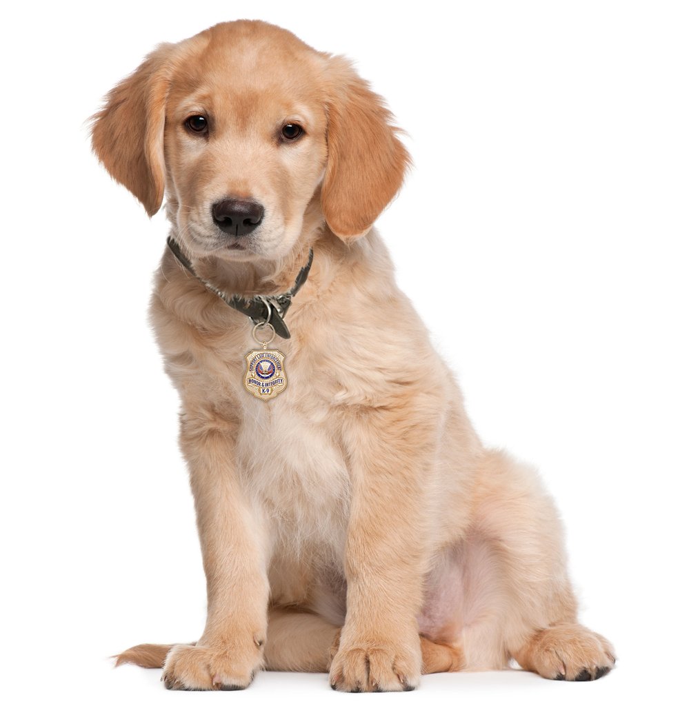 PNG HD Of Puppies - 138273