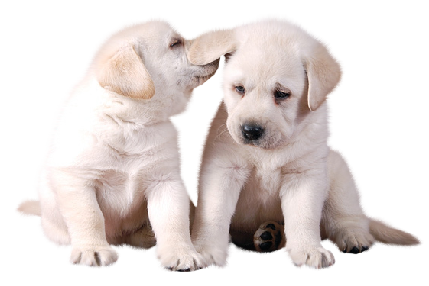 PNG HD Of Puppies - 138283
