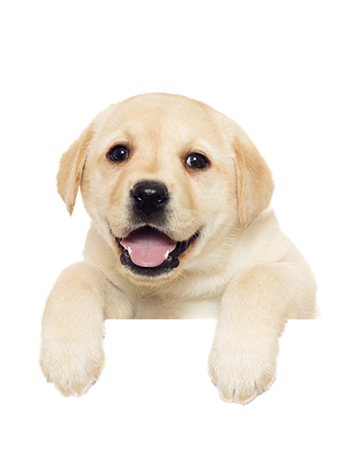 PNG HD Of Puppies - 138274