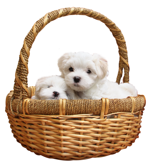 PNG HD Of Puppies - 138285