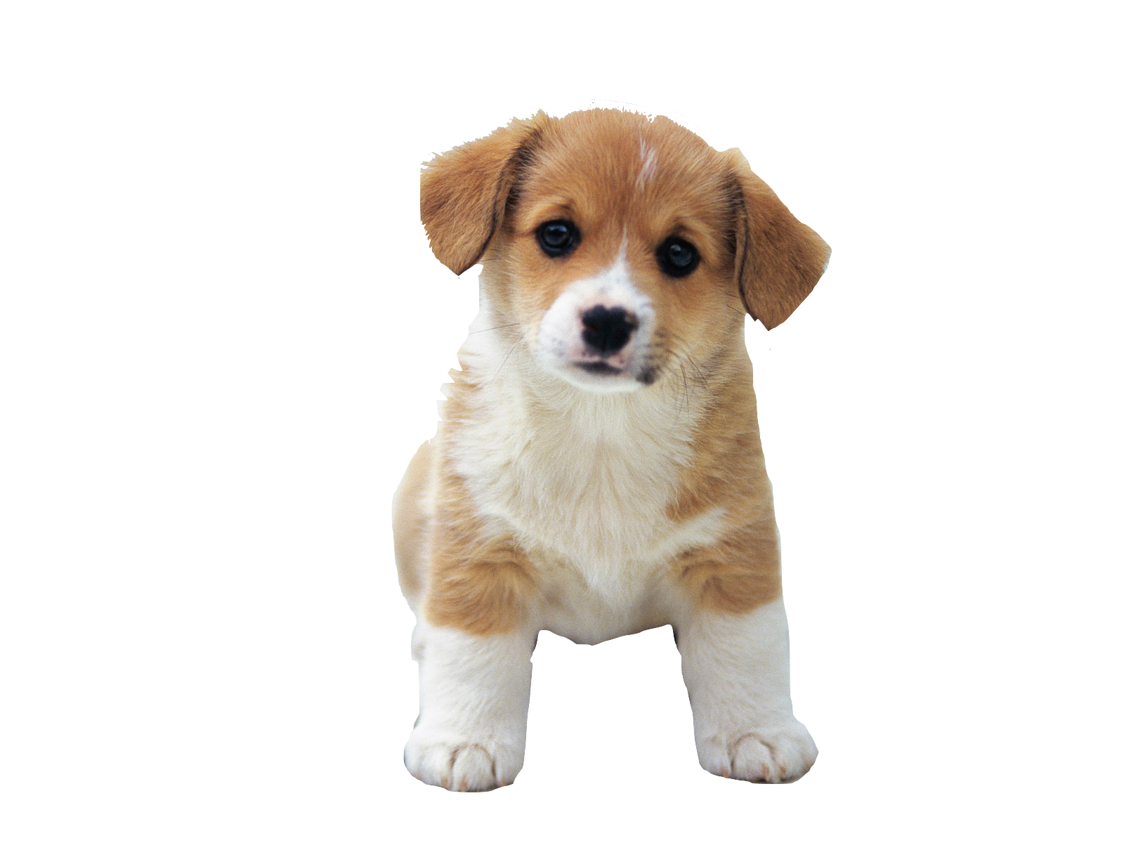 Puppy PNG Transparent Image -