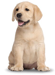 PNG HD Of Puppies - 138286