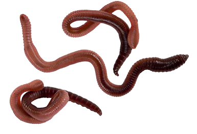 PNG HD Of Worms - 122149
