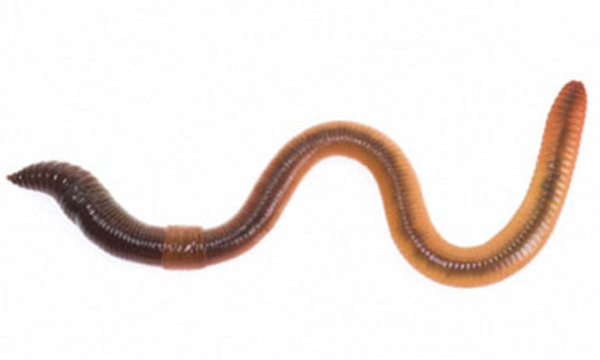 PNG HD Of Worms - 122148