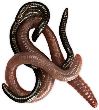 PNG HD Of Worms - 122137
