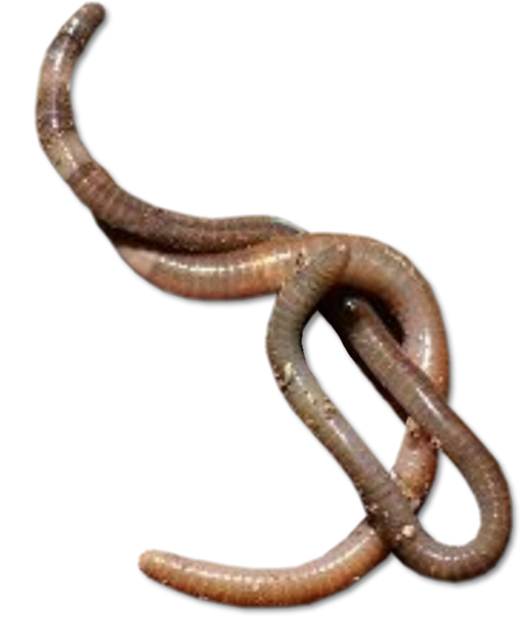 PNG HD Of Worms - 122142