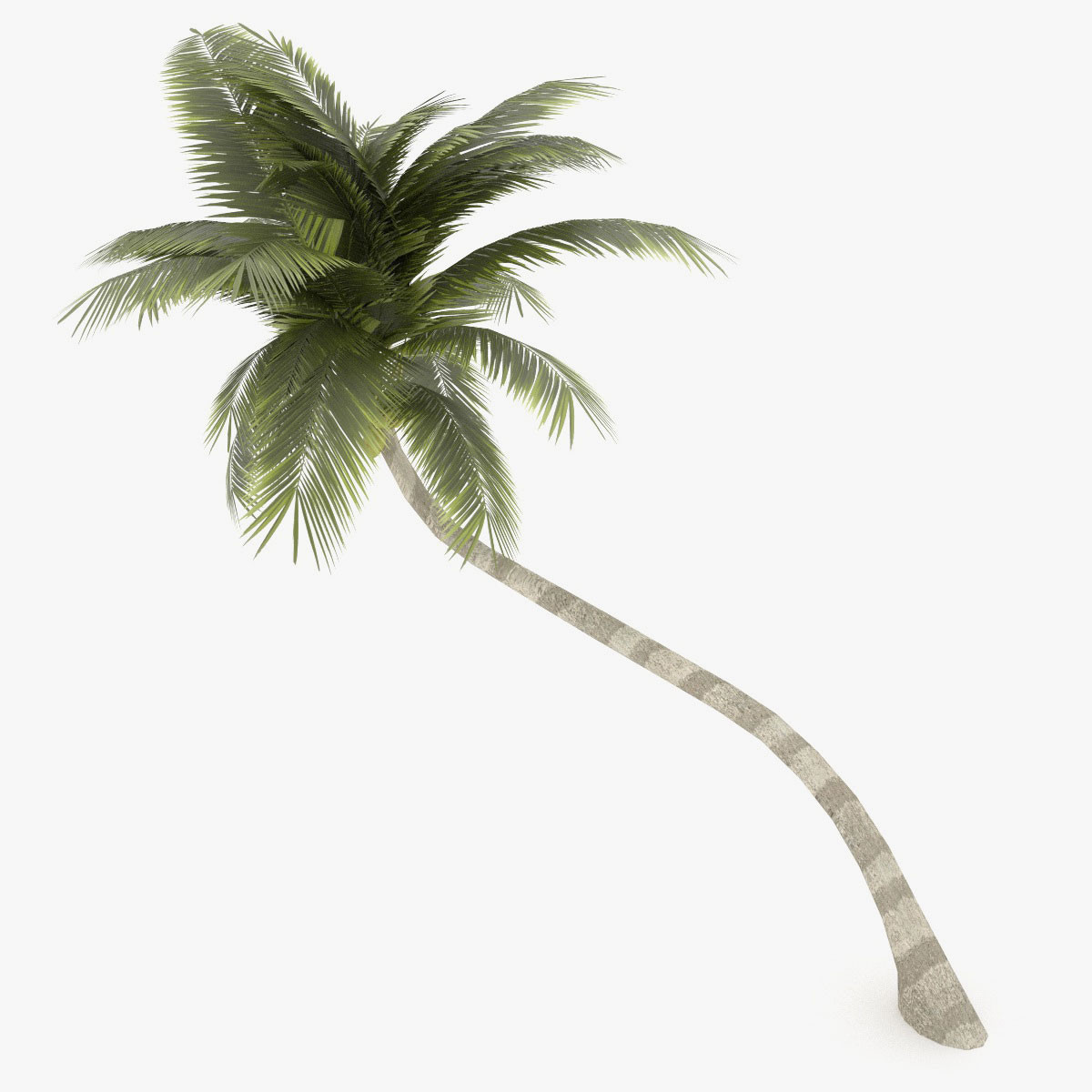 Island beach coconut trees, T