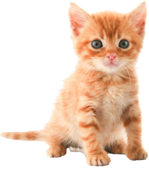 PNG HD Pictures Of Cats - 155931