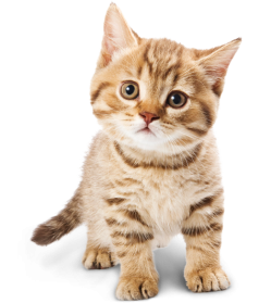 PNG HD Pictures Of Cats - 155924