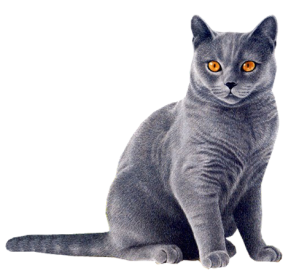 Red Cat PNG